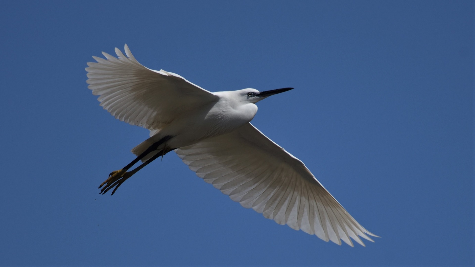 Little Egret
